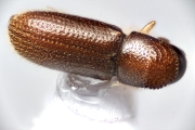 Ernoporicus sp_large 14847