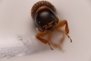 Ernoporicus sp_large 14847