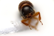 Ernoporicus sp_large 14847
