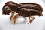 Ernoporicus sp_large 14847