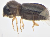Ernoporicus sp_small 13960
