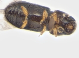 Ernoporicus sp_small 13960