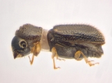 Ernoporicus sp_small 14124