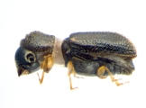 Ernoporicus sp_small 14124