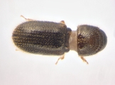 Ernoporicus sp_small 14124