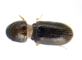 Ernoporicus sp_small 14124