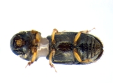 Ernoporicus sp_small 14124