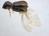 Ernoporicus sp_small 14128