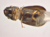 Ernoporicus sp_small 14128