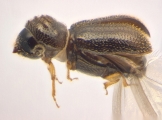 Ernoporicus sp_small 14128