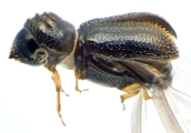 Ernoporicus sp_small 14128