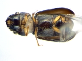 Ernoporicus sp_small 14128