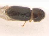 Ernoporicus sp_small 14128