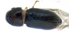 Ernoporicus sp_small 14128