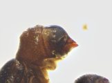Ernoporicus sp_small 14128
