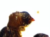 Ernoporicus sp_small 14128