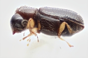 Ernoporicus sp_small 14124