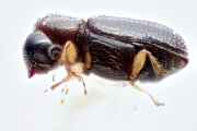 Ernoporicus sp_small 14124
