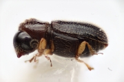 Ernoporicus sp_small 14124