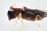 Ernoporicus sp_small 14124