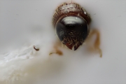 Ernoporicus sp_small 14124