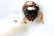Ernoporicus sp_small 14124
