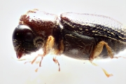Ernoporicus sp_small 14124