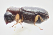 Ernoporicus sp_small 14124