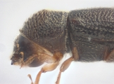 Ernoporicus spessivtzevi 13725