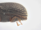 Ernoporicus spessivtzevi 13725