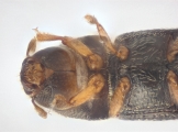 Ernoporicus spessivtzevi 13725