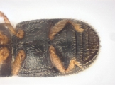 Ernoporicus spessivtzevi 13725