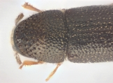 Ernoporicus spessivtzevi 13725