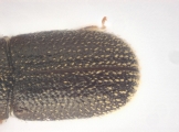 Ernoporicus spessivtzevi 13725