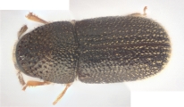 Ernoporicus spessivtzevi 13725