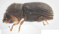 Ernoporicus spessivtzevi 13725