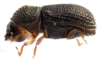 Ernoporicus spessivtzevi 13725