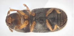Ernoporicus spessivtzevi 13725