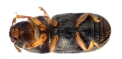 Ernoporicus spessivtzevi 13725