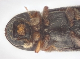 Ernoporicus spessivtzevi 13713