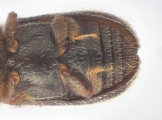 Ernoporicus spessivtzevi 13713