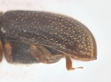 Ernoporicus spessivtzevi 13713