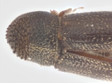 Ernoporicus spessivtzevi 13713