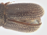 Ernoporicus spessivtzevi 13713
