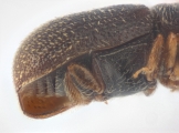 Ernoporicus spessivtzevi 13713