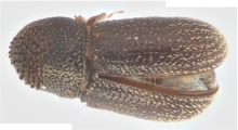 Ernoporicus spessivtzevi 13713