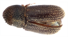 Ernoporicus spessivtzevi 13713