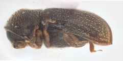 Ernoporicus spessivtzevi 13713