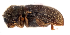 Ernoporicus spessivtzevi 13713