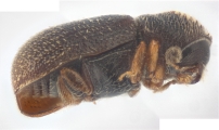 Ernoporicus spessivtzevi 13713